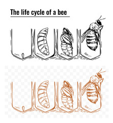 Life cycle of a bee, vector monochrome sketch illustration, hand drawn, black outline