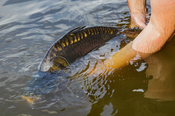 Carpfishing session at the Lake.Large carp fish being released back into the lake water after being...