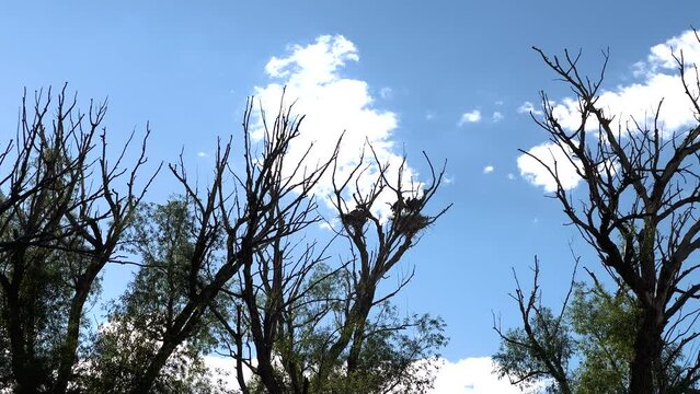 Great Blue Heron Nests in Towering Tree