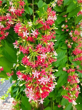 Close up of beautiful combretum indicum flower, known as double rangoon creeper, blooming in garden in Mekong Delta Vietnam.