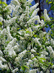 Czeremcha zwyczajna (Prunus padus L.) – gatunek drzewa lub dużego krzewu z rodziny różowatych.  Zakwita wczesną wiosną.   