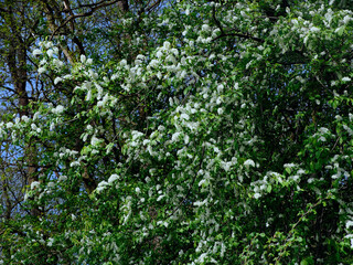 Fototapeta na wymiar Czeremcha zwyczajna (Prunus padus L.) – gatunek drzewa lub dużego krzewu z rodziny różowatych. Zakwita wczesną wiosną. 