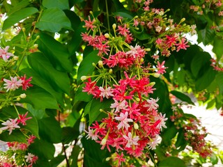 Close up of beautiful combretum indicum flower blooming in garden in Mekong Delat Vietnam.