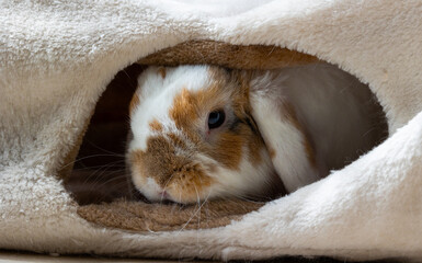 Bunny hiding in a pet toy tunnel. Holland Lop. Close up shot of domestic rabbit.
