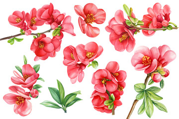 Set quince flowers, leaves, bud on isolated white background, watercolor hand drawing botanical painting Summer flower