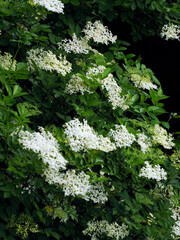 Bez czarny, dziki bez czarny (Sambucus nigra L.) jest krzewek kiedy zakwita oznacza to początek lata. Jest rośliną która dostarcza cennych składników lwczniczych