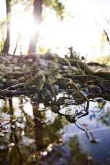 Racines dans l'eau sur une plage de galets