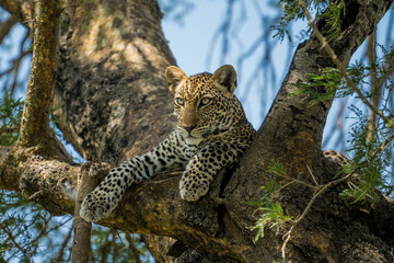Leopard in a tree in Murchison Falls National Park, Uganda