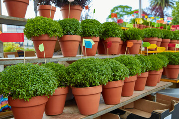 Fototapeta na wymiar Rows of Manjerico plants with small flags on a market shelf for summer festival in June San Juan