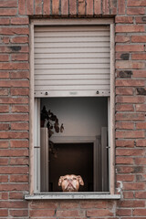 Dog at the window in Pisa, Italy
