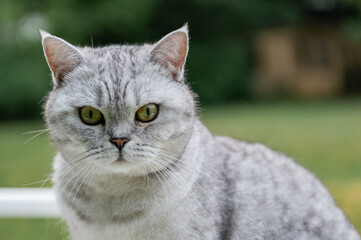 close up of a cat
