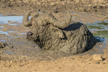 Rucksack African buffalo in mud, Lake Mburo National Park, Uganda © Nadine Wagner