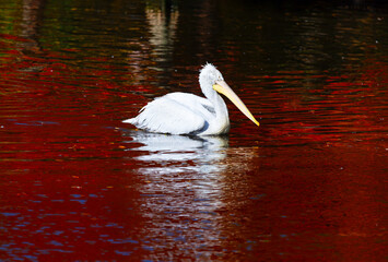 White Pelican swimming in the lake with red water and reflection - obrazy, fototapety, plakaty