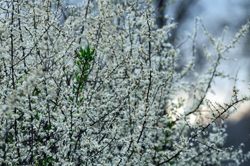 Śliwa tarnina, tarnina, tarka dzika śliwa (Prunus spinosa L.) – gatunek krzewu który wczesna wiosną zakwita a jesienią obsypany jest owocami - obrazy, fototapety, plakaty