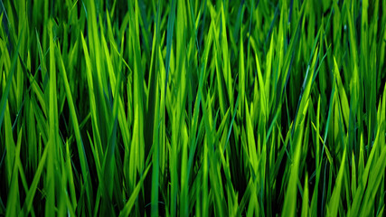 Green Rice field close up in Bali, Indonesia