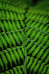 Fototapeta premium Fern leave background close up