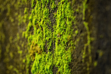 Green mossy concrete wall close up selective focus