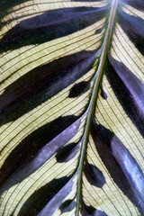Close Up of a Green and Purple Leaf