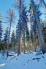 Snow-Covered Forest Blanketed in Winter