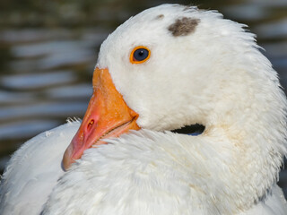 Goose Close Up