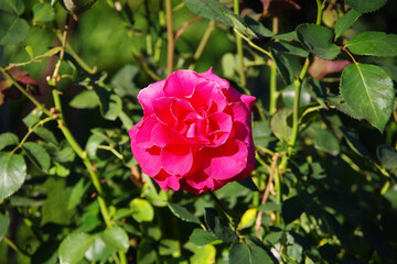 Bright pink wild rose blossom
