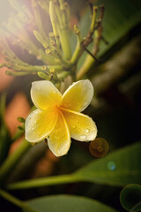 Frangipani flower in soft morning light and rain drops, selective focus, close up