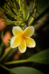Frangipani flower in soft morning light and rain drops, selective focus, close up