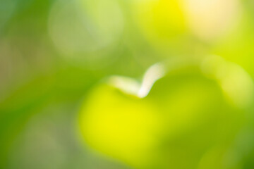 Natural plant green leaf in garden with bokeh background