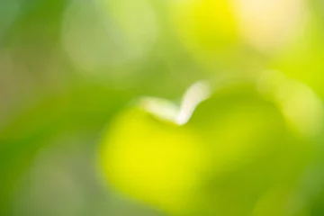 Crédence de cuisine en verre imprimé Jaune Natural plant green leaf in garden with bokeh background