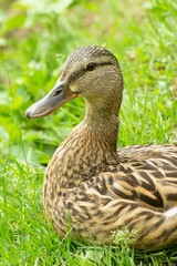 duck in the grass