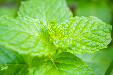 Fresh green peppermint plant in the garden - 788221959