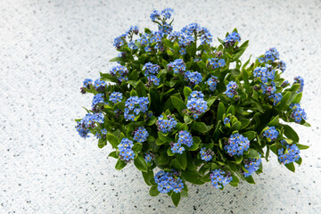 A bouquet of spring flowers forget-me-nots on a light background.