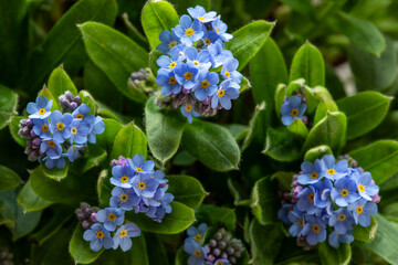 A macro shoot of  forget-me-nots blue flowers.
