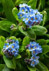 A macro shoot of  forget-me-nots blue flowers.