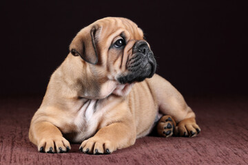 Cute little continental bulldog puppy