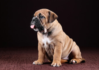 Cute little continental bulldog puppy