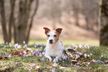 Jack Russell Terrier rests among spring blooms. The small dog lies down, serene against a backdrop of trees and crocuses - 788225118
