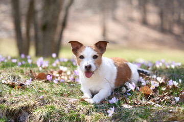 Jack Russell Terrier rests among spring blooms. The small dog lies down, serene against a backdrop of trees and crocuses - 788225552