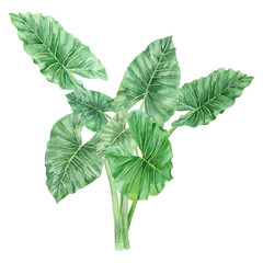 Watercolor tropical leaves bush. Realistic exotic plants. Green leaves of Giant Taro or Elephant Ear (Alocasia macrorrhizos). Botanical hand drawn illustration on transparent.