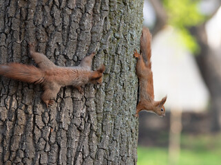 Red squirrel, Sciurus vulgaris. The animals chase each other down the trunk of the tree