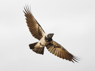 gray crow flying , white background