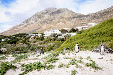 colony of pinguines living at the boulders beach in south africa