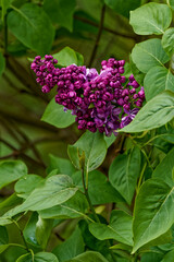 A blooming lilac photographed close up.