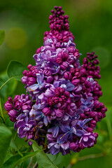 A blooming lilac photographed close up.
