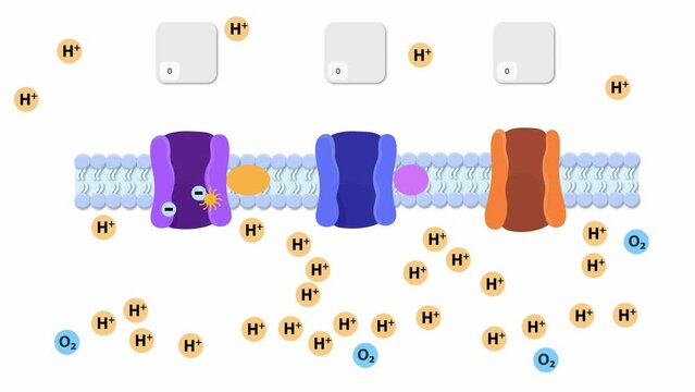 An electron transport chain, Oxidative phosphorylation, the final stage of cellular respiration. It occurs in the inner mitochondrial membrane. aimation 2d