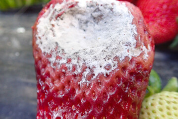 moldy, strawberry, powdery, mildew, moldy strawberry, powdery mildew, rot, rotten, strawberries,...