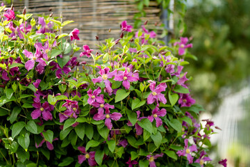 Flowering pink clematis in the garden. Flowers blossoming in summer.