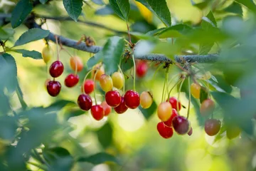  Ripening cherry fruits on a cherry tree branch. Harvesting berries in cherry orchard on sunny summer rain. © MNStudio