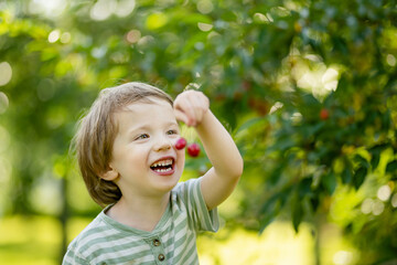 Cute little boy eating fresh organic cherries freshly harvested from the tree on sunny summer day. Kid having fun on a cherry orchard.