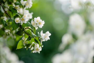 Blooming jasmine shrub on summer day. Blossoming Jasmine flowers in spring garden.